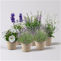 Pflanzenkreation Lavendeltraum, groß, 6 Pflanzen