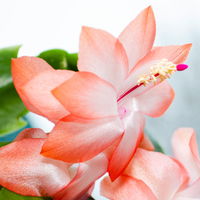 Weihnachtskaktus 'Spicy Stars Mix', lila/orange, Topf-Ø 12 cm, 6 Pflanzen