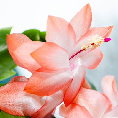 Weihnachtskaktus 'Spicy Stars Mix', lila/orange, Topf-Ø 12 cm, 6 Pflanzen