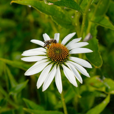 Trockenresistente Stauden Set, 18 Pflanzen für 3 m², bunt Trockenresistente Stauden Set, 18 Pflanzen für 3 m², bunt