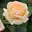 Cremefarbene Edelrose