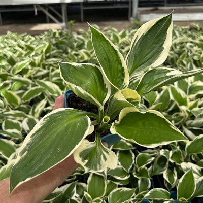 Bio Funkien 'Patriot' violett, Topf 11x11 cm, 3 Pflanzen Bio Funkien 'Patriot' violett, Topf 11x11 cm, 3 Pflanzen