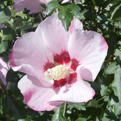 Garten-Hibiskus, Hibiscus syriacus 'Mathilda', zartrosa, Topf 5 Liter Garten-Hibiskus, Hibiscus syriacus 'Mathilda', zartrosa, Topf 5 Liter