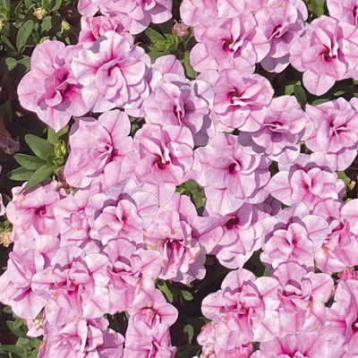 Zauberglöckchen'Double Pink Eye', pink, gefüllt,Topf-Ø 13 cm, 6 Pflanzen