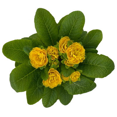 Primel 'Belarina', gelb, Topf-Ø 12 cm, 6 Pflanzen