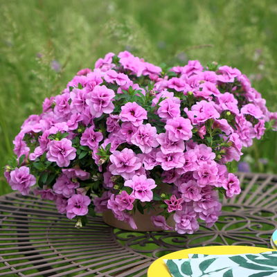 Zauberglöckchen'Double Pink Eye', pink, gefüllt,Topf-Ø 13 cm, 6 Pflanzen