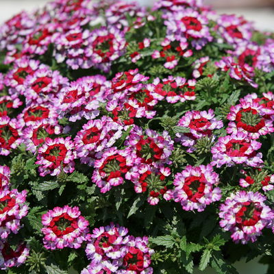 Eisenkraut, lila-rot, Topf-Ø 12 cm, 6 Pflanzen