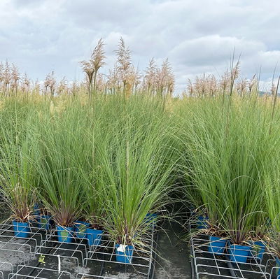 Bio Pampasgras 'Evita'®, Topf 5 Liter