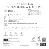 Wildtulpen-Mischung, bunt, 50 Blumenzwiebeln Wildtulpen-Mischung, bunt, 50 Blumenzwiebeln