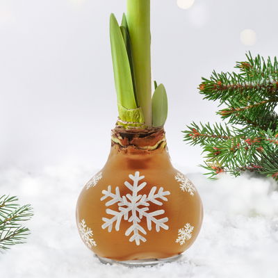 Amaryllis in Wachs, Dekor 'Snow Flakes', handbemalt, Blüte rot Amaryllis in Wachs, Dekor 'Snow Flakes', handbemalt, Blüte rot