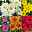 Chrysanthemen, Farben nach Verfügbarkeit, Topf-Ø 10,5 cm, 8er-Set