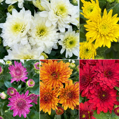 Chrysanthemen, Farben nach Verfügbarkeit, Topf-Ø 10,5 cm, 8 Pflanzen Chrysanthemen, Farben nach Verfügbarkeit, Topf-Ø 10,5 cm, 8 Pflanzen
