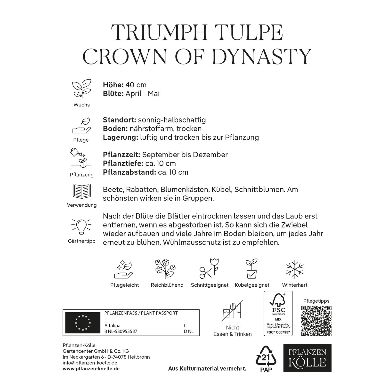 Triumph-Tulpen 'Crown of Dynasty', Rosa, 7 Blumenzwiebeln, Größe 11/12
