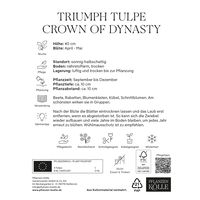 Triumph-Tulpen 'Crown of Dynasty', Rosa, 7 Blumenzwiebeln, Größe 11/12