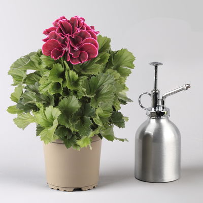 Edelgeranie Bella Donna® 'Don Bliss®', bordeaux, Topf-Ø 12 cm, 6 Pflanzen