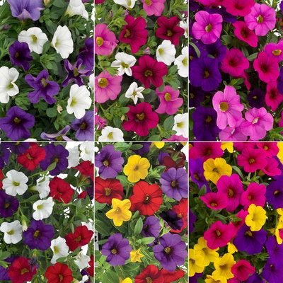 Zauberglöckchen 'Trio', Mischung zufällig, Topf-Ø 12 cm, 6 Pflanzen Zauberglöckchen 'Trio', Mischung zufällig, Topf-Ø 12 cm, 6 Pflanzen