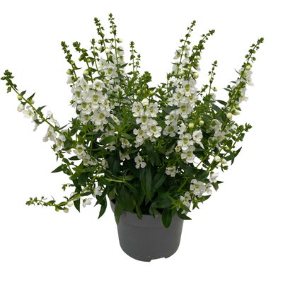 Angelonia weiß, Topf-Ø 12 cm, 6er-Set
