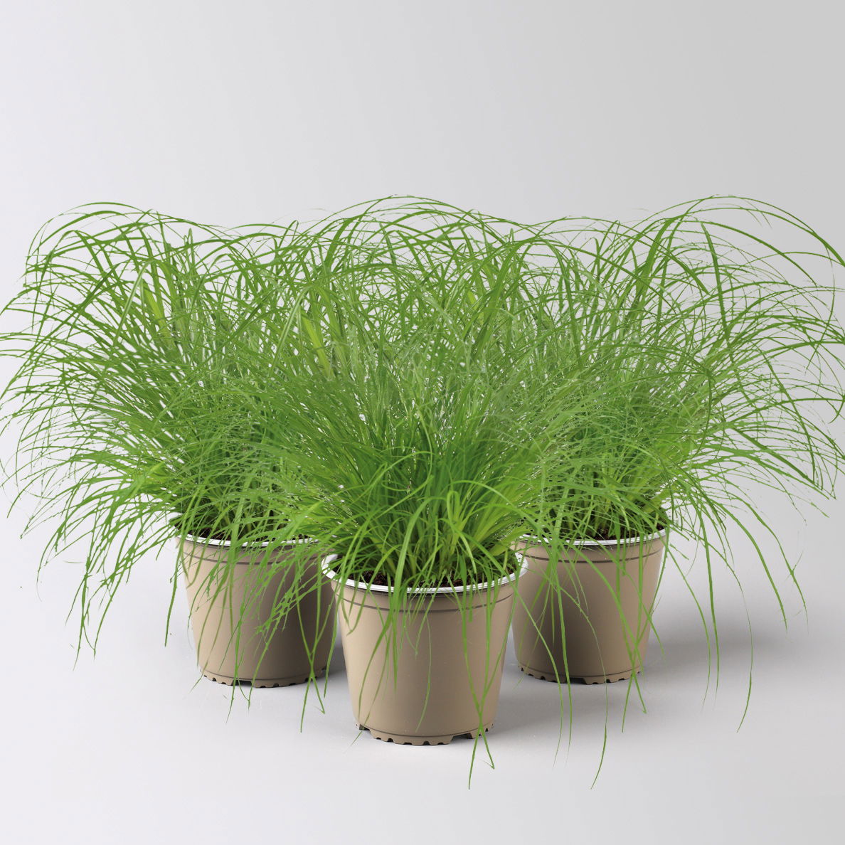 Bio Katzengras, Topf-Ø 12 cm, 3 Pflanzen