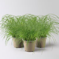 Bio Katzengras, Topf-Ø 12 cm, 3 Pflanzen