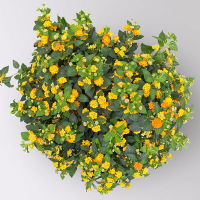 Wandelröschen, orange, Topf-Ø 27 cm