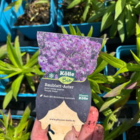 Bio Raublatt-Aster 'Purple Dome' violett, Topf 11x11 cm, 3 Pflanzen Bio Raublatt-Aster 'Purple Dome' violett, Topf 11x11 cm, 3 Pflanzen