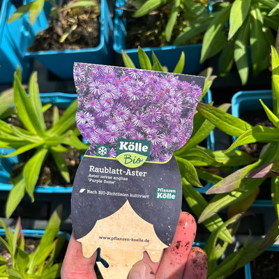 Bio Raublatt-Aster 'Purple Dome' violett, Topf 11x11 cm, 3 Pflanzen Bio Raublatt-Aster 'Purple Dome' violett, Topf 11x11 cm, 3 Pflanzen