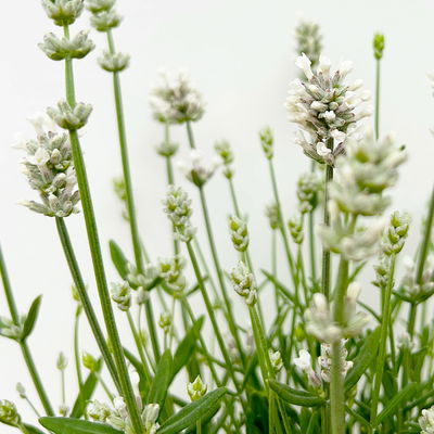 Lavendel 'Alba', weiß, Topf-Ø 13 cm, 6er-Set Lavendel 'Alba', weiß, Topf-Ø 13 cm, 6er-Set