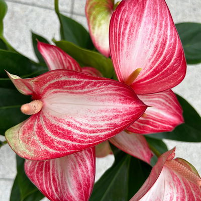 Flamingoblume 'LiviumRed' rot-weiß gestreift, Topf-Ø 17 cm