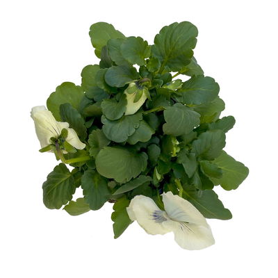 Stiefmütterchen, weiß, Sorte zufällig, Topf-Ø 13 cm, 6 Pflanzen