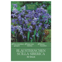Blausternchen (Scilla Siberica) 30 Blumenzwiebeln
