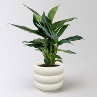 Dieffenbachie 'Green Magic', Topf-Ø 17cm, inkl. Übertopf Byron