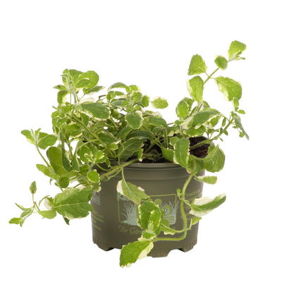 Ananasminze, Kölle Bio, 12cm Topf, frisch aus unserer Bio-Gärtnerei Ananasminze, Kölle Bio, 12cm Topf, frisch aus unserer Bio-Gärtnerei