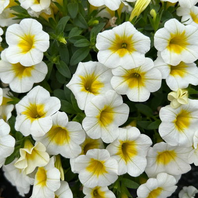 Zauberglöckchen 'Frosty Lemon', weiß-gelb, Topf-Ø 13 cm, 6 Pflanzen