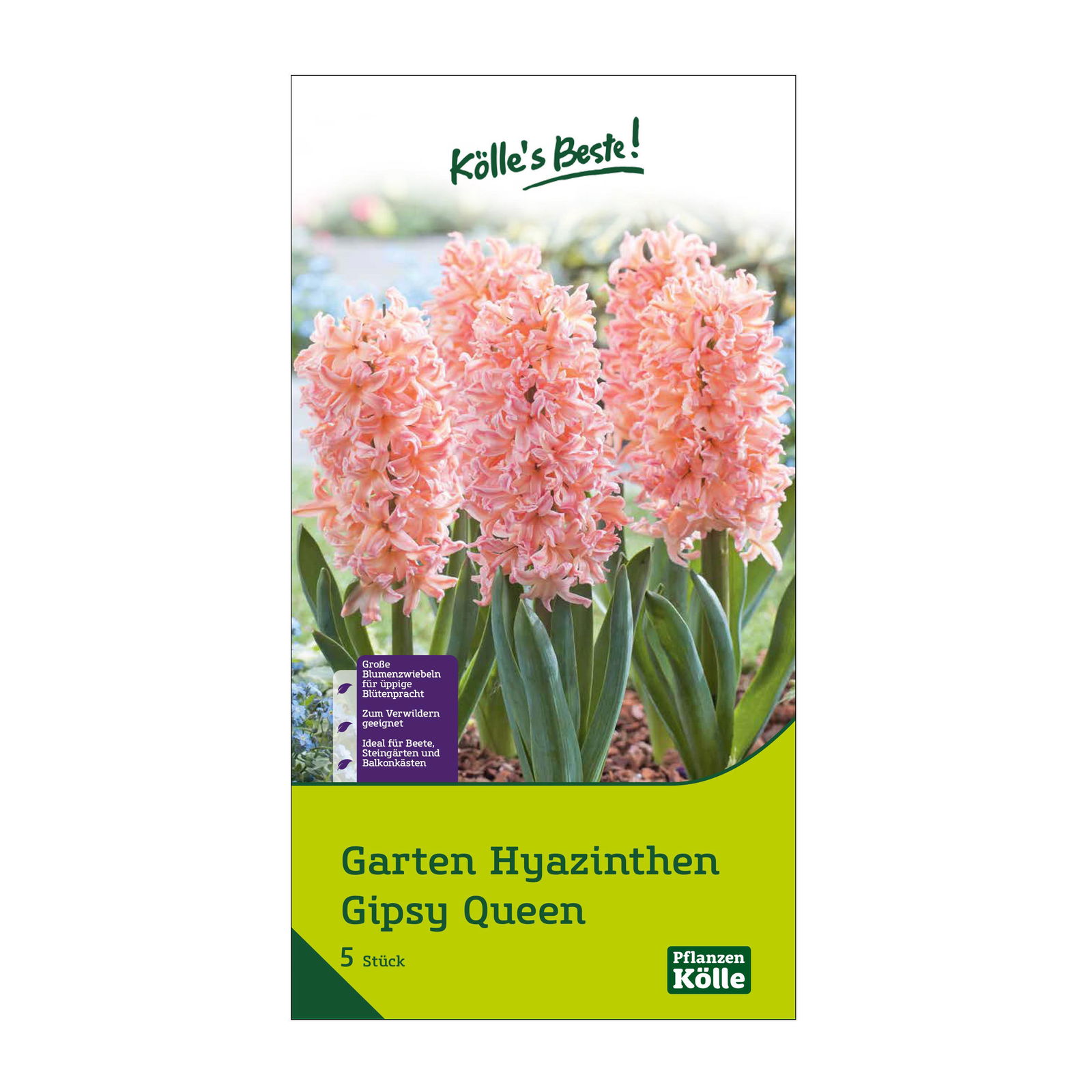 Garten-Hyazinthen 'Gipsy Queen', lachsfarben, 5 Blumenzwiebeln