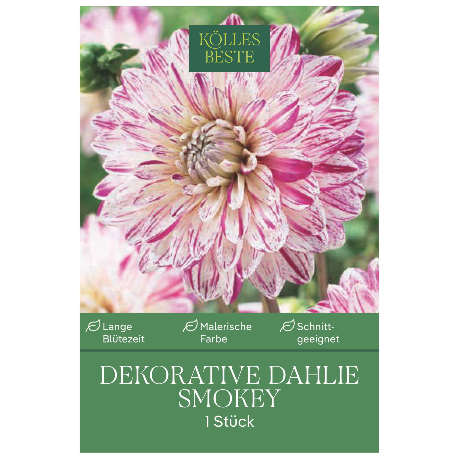 Kölles Beste Dekorative-Dahlie 