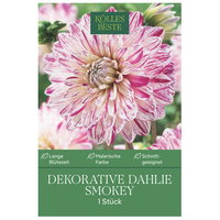 Kölles Beste Dekorative-Dahlie 