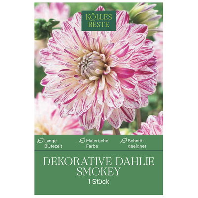 Kölles Beste Dekorative-Dahlie 
