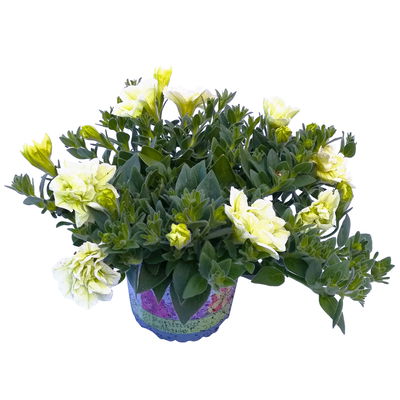 Petunie weiß/creme, gefüllt, hängend, Topf -Ø 13 cm, 6 Pflanzen Petunie weiß/creme, gefüllt, hängend, Topf -Ø 13 cm, 6 Pflanzen