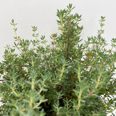 Bio Orangenthymian, Topf-Ø 12cm Bio Orangenthymian, Topf-Ø 12cm