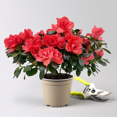 Azalee Hortinno® 'Christine Siena', rot, Topf-Ø 13 cm, Höhe ca. 25cm, 3 Pflanzen Azalee Hortinno® 'Christine Siena', rot, Topf-Ø 13 cm, Höhe ca. 25cm, 3 Pflanzen