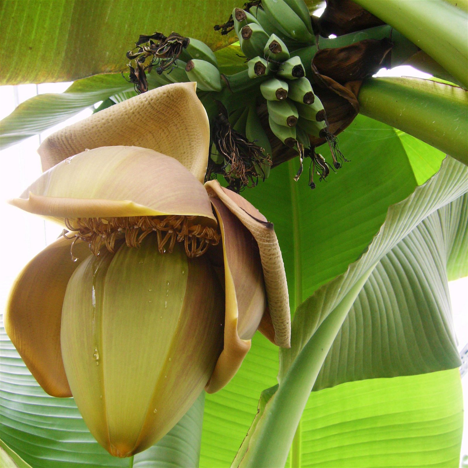 Bananenpflanze, Topf-Ø 17 cm, Höhe ca. 60 cm, 2er-Set