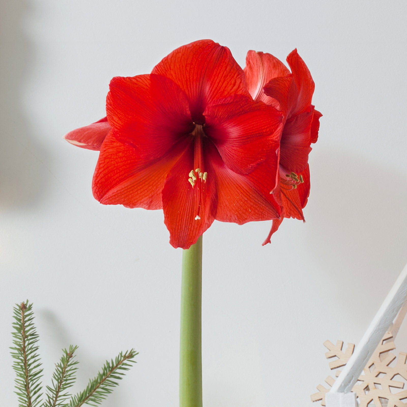 Amaryllis in Wachs XL, Dekor 'Velvet Rot', Blüte rot Amaryllis in Wachs XL, Dekor 'Velvet Rot', Blüte rot
