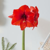 Amaryllis in Wachs XL, Dekor 'Velvet Rot', Blüte rot Amaryllis in Wachs XL, Dekor 'Velvet Rot', Blüte rot