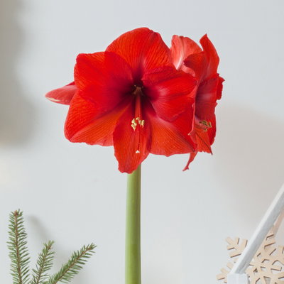 Amaryllis in Wachs XL, Dekor 'Velvet Rot', Blüte rot Amaryllis in Wachs XL, Dekor 'Velvet Rot', Blüte rot