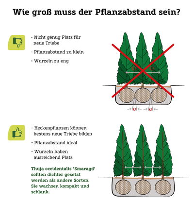 Hecke pflanzen alles was Sie wissen müssen PflanzenKölle
