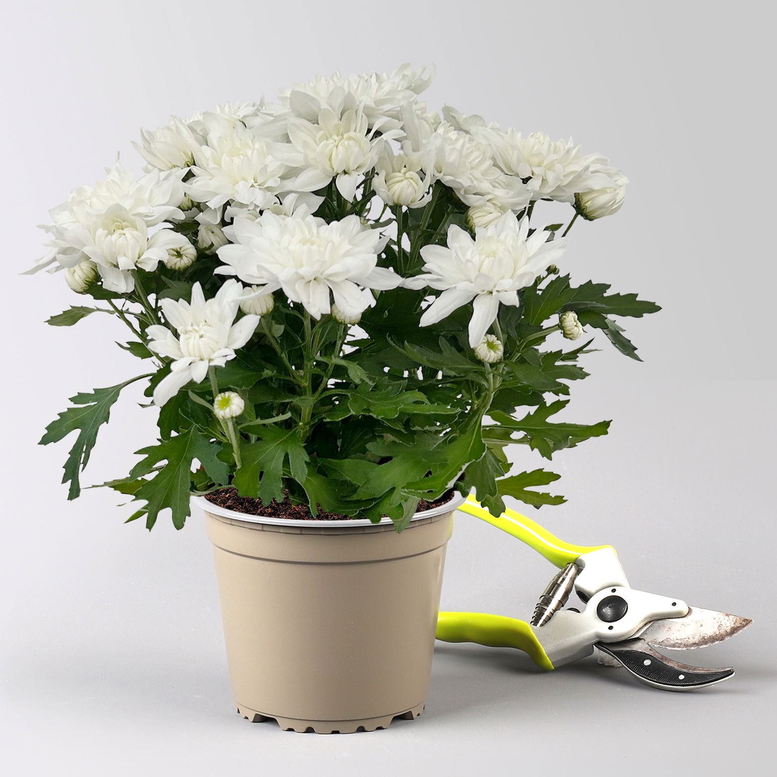 Chrysanthemen 'Chrysanne®Grandezza White', weiß, Topf-Ø 13 cm, 4 Pflanzen