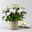 Chrysanthemen 'Chrysanne®Grandezza White', weiß, Topf-Ø 13 cm, 4 Pflanzen