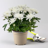 Chrysanthemen 'Chrysanne®Grandezza White', weiß, Topf-Ø 13 cm, 4 Pflanzen