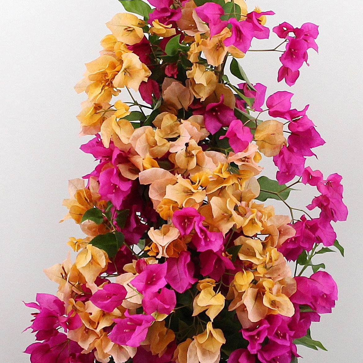 Bougainvillea, Pyramide Duo, Farben zufällig, Topf-Ø 19 cm, Höhe ca. 60-70 cm