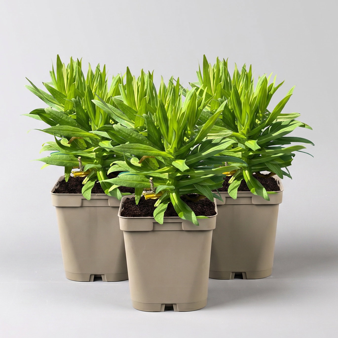 Bio Raublatt-Aster 'Purple Dome' violett, Topf 11x11 cm, 3 Pflanzen Bio Raublatt-Aster 'Purple Dome' violett, Topf 11x11 cm, 3 Pflanzen